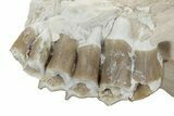 Unprepared Fossil Oreodont (Merycoidodon) Jaw - South Dakota #355973-3